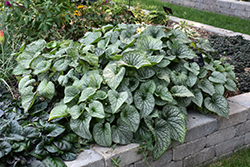 Alexander's Great Bugloss (Brunnera macrophylla 'Alexander's Great') at The Mustard Seed