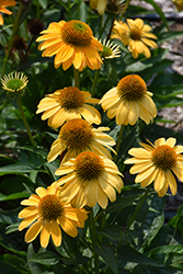 Sombrero Granada Gold Coneflower (Echinacea 'Balsomold') at The Mustard Seed