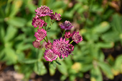 Venice Masterwort (Astrantia major 'Venice') at The Mustard Seed