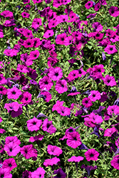 Easy Wave Violet Petunia (Petunia 'Easy Wave Violet') at The Mustard Seed