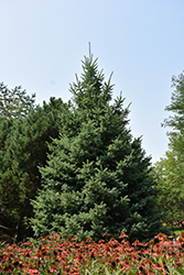 Black Hills Spruce (Picea glauca var. densata) at The Mustard Seed