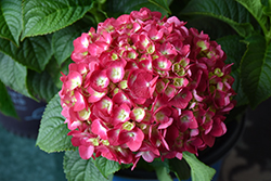 Summer Crush Hydrangea (Hydrangea macrophylla 'Bailmacfive') at The Mustard Seed