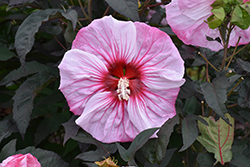 Summerific Cherry Choco Latte Hibiscus (Hibiscus 'Cherry Choco Latte') at The Mustard Seed