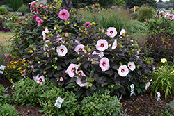 Summerific Perfect Storm Hibiscus (Hibiscus 'Perfect Storm') at The Mustard Seed