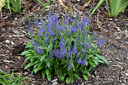 Magic Show Wizard of Ahhs Speedwell (Veronica 'Wizard of Ahhs') at The Mustard Seed
