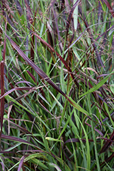 Cheyenne Sky Switch Grass (Panicum virgatum 'Cheyenne Sky') at The Mustard Seed