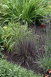 Smoke Signal Little Bluestem (Schizachyrium scoparium 'Smoke Signal') at The Mustard Seed