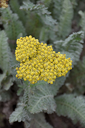 Sassy Summer Silver Yarrow (Achillea 'Sassy Summer Silver') at The Mustard Seed