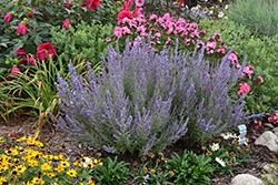 Denim 'n Lace Russian Sage (Perovskia atriplicifolia 'Denim 'n Lace') at The Mustard Seed