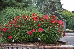 Vintage Wine Hibiscus (Hibiscus 'Vintage Wine') at The Mustard Seed