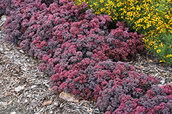 Dazzleberry Stonecrop (Sedum 'Dazzleberry') at The Mustard Seed