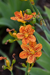 Freckle Face Blackberry Lily (Belamcanda chinensis 'Freckle Face') at The Mustard Seed