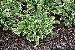 Wrinkle in Time Hosta (Hosta 'Wrinkle in Time') at The Mustard Seed