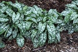 Pretty In Pink Lungwort (Pulmonaria 'Pretty In Pink') at The Mustard Seed