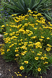 Sunkiss Tickseed (Coreopsis grandiflora 'SunKiss') at The Mustard Seed
