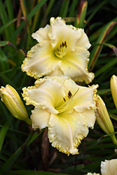 Marquee Moon Daylily (Hemerocallis 'Marquee Moon') at The Mustard Seed