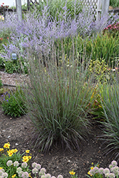 Smoke Signal Little Bluestem (Schizachyrium scoparium 'Smoke Signal') at The Mustard Seed