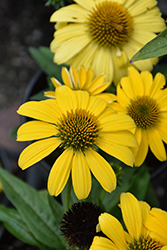 Sombrero Lemon Yellow Coneflower (Echinacea 'Balsomemy') at The Mustard Seed
