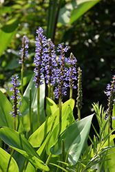 Pickerelweed (Pontederia cordata) at The Mustard Seed