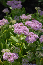 Crystal Pink Stonecrop (Sedum spectabile 'Crystal Pink') at The Mustard Seed