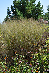 Heavy Metal Blue Switch Grass (Panicum virgatum 'Heavy Metal') at The Mustard Seed