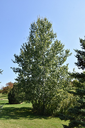 Trembling Aspen (Populus tremuloides) at The Mustard Seed