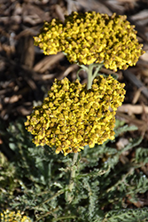 Sassy Summer Silver Yarrow (Achillea 'Sassy Summer Silver') at The Mustard Seed