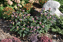Tiny Tortuga Turtlehead (Chelone lyonii 'Tiny Tortuga') at The Mustard Seed