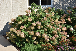Strawberry Sundae Hydrangea (Hydrangea paniculata 'Rensun') at The Mustard Seed