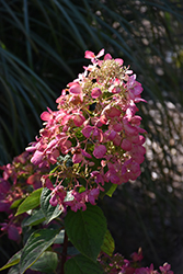 Diamond Rouge Hydrangea (Hydrangea paniculata 'Rendia') at The Mustard Seed