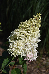Berry White Hydrangea (Hydrangea paniculata 'Renba') at The Mustard Seed