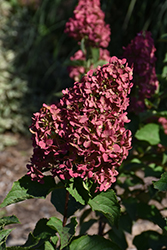 Berry White Hydrangea (Hydrangea paniculata 'Renba') at The Mustard Seed
