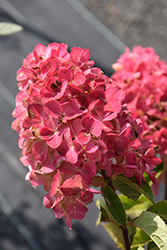 Fire Light Hydrangea (Hydrangea paniculata 'SMHPFL') at The Mustard Seed