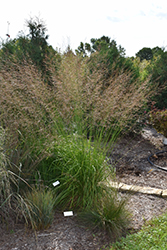 Skyracer Moor Grass (Molinia caerulea 'Skyracer') at The Mustard Seed