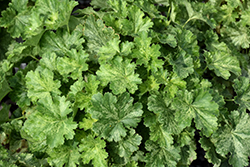 Snow Angel Coral Bells (Heuchera sanguinea 'Snow Angel') at The Mustard Seed