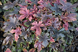 Brass Lantern Foamy Bells (Heucherella 'Brass Lantern') at The Mustard Seed