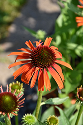 Butterfly Orange Skipper Coneflower (Echinacea 'Orange Skipper') at The Mustard Seed