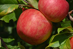 Haralson Apple (Malus 'Haralson') at The Mustard Seed