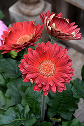 Red Gerbera Daisy (Gerbera 'Red') at The Mustard Seed