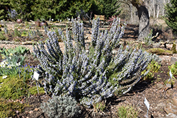 Rosemary (Rosmarinus officinalis) at The Mustard Seed