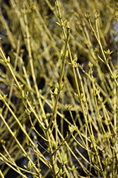 Creme de Mint Tatarian Dogwood (Cornus alba 'Crimzam') at The Mustard Seed