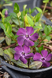 Wine Periwinkle (Vinca minor 'Atropurpurea') at The Mustard Seed