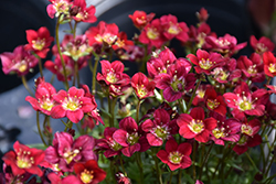 Touran Deep Red Saxifrage (Saxifraga x arendsii 'Touran Deep Red') at The Mustard Seed