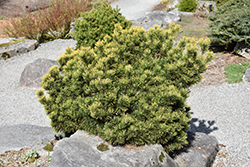 Carsten's Wintergold Mugo Pine (Pinus mugo 'Carsten's Wintergold') at The Mustard Seed