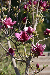 Genie Magnolia (Magnolia 'Genie') at The Mustard Seed