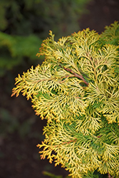 Golden Hinoki Falsecypress (Chamaecyparis obtusa 'Aurea') at The Mustard Seed