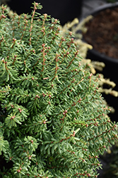 Minikin Japanese Hemlock (Tsuga diversifolia 'Minikin') at The Mustard Seed