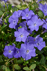 Bowles Periwinkle (Vinca minor 'Bowles') at The Mustard Seed