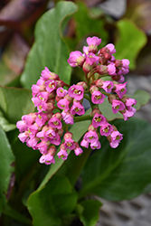 Winter Glow Bergenia (Bergenia 'Winterglut') at The Mustard Seed