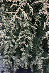 Gentsch White Hemlock (Tsuga canadensis 'Gentsch White') at The Mustard Seed